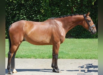 Hannoveriano, Caballo castrado, 7 años, 163 cm, Castaño