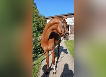 Hannoveriano, Caballo castrado, 7 años, 164 cm, Alazán