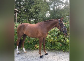 Hannoveriano, Caballo castrado, 7 años, 164 cm, Alazán