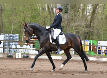 Hannoveriano, Caballo castrado, 7 años, 164 cm, Castaño oscuro