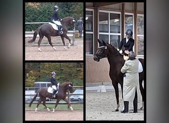 Hannoveriano, Caballo castrado, 7 años, 165 cm, Alazán