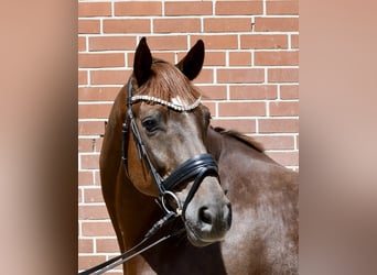 Hannoveriano, Caballo castrado, 7 años, 165 cm, Alazán