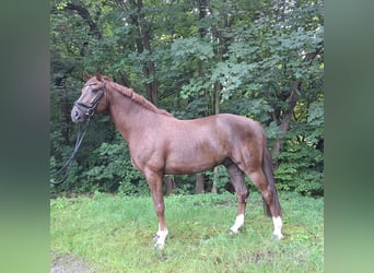 Hannoveriano, Caballo castrado, 7 años, 165 cm, Alazán