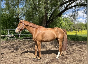 Hannoveriano, Caballo castrado, 7 años, 165 cm, Alazán