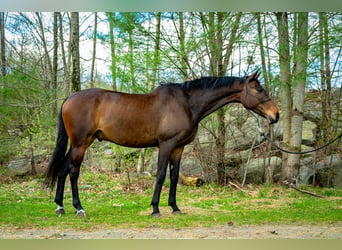 Hannoveriano, Caballo castrado, 7 años, 165 cm, Castaño rojizo