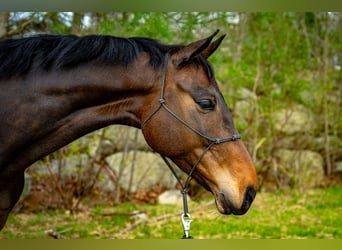 Hannoveriano, Caballo castrado, 7 años, 165 cm, Castaño rojizo