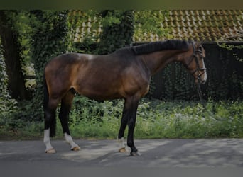 Hannoveriano, Caballo castrado, 7 años, 165 cm, Morcillo