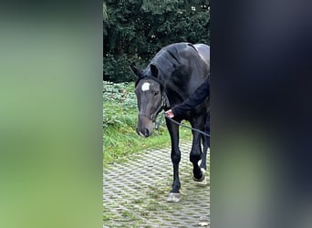 Hannoveriano, Caballo castrado, 7 años, 165 cm, Morcillo