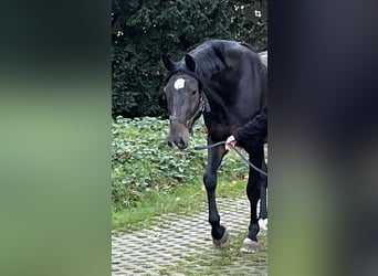 Hannoveriano, Caballo castrado, 7 años, 165 cm, Morcillo