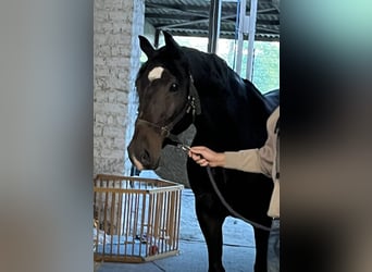 Hannoveriano, Caballo castrado, 7 años, 165 cm, Morcillo