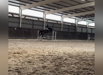 Hannoveriano, Caballo castrado, 7 años, 166 cm, Castaño