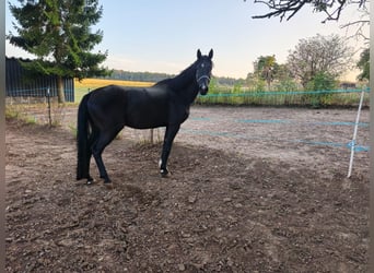 Hannoveriano, Caballo castrado, 7 años, 166 cm, Negro