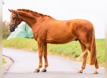 Hannoveriano, Caballo castrado, 7 años, 167 cm, Alazán