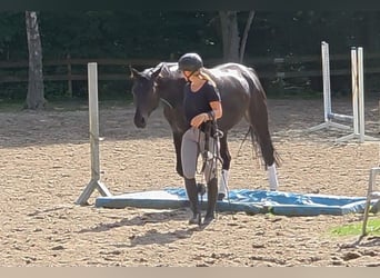 Hannoveriano, Caballo castrado, 7 años, 167 cm, Castaño oscuro