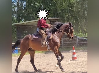Hannoveriano, Caballo castrado, 7 años, 167 cm, Castaño oscuro