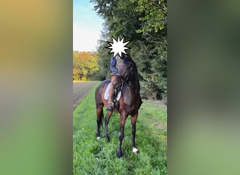 Hannoveriano, Caballo castrado, 7 años, 167 cm, Castaño oscuro