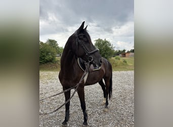 Hannoveriano, Caballo castrado, 7 años, 167 cm, Castaño oscuro