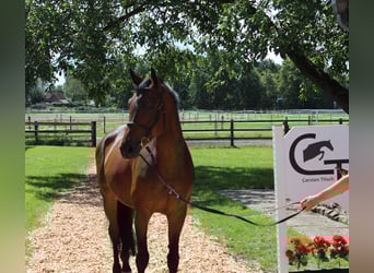Hannoveriano, Caballo castrado, 7 años, 167 cm, Castaño oscuro