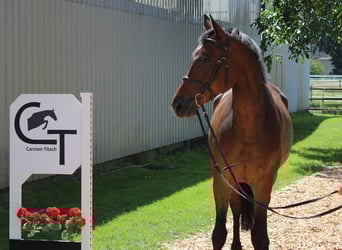 Hannoveriano, Caballo castrado, 7 años, 167 cm, Castaño oscuro