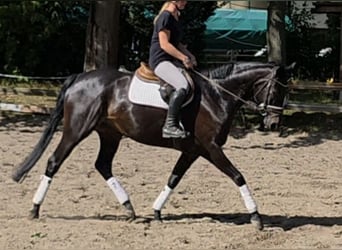 Hannoveriano, Caballo castrado, 7 años, 167 cm, Morcillo