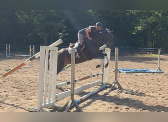 Hannoveriano, Caballo castrado, 7 años, 167 cm, Morcillo