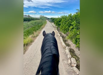 Hannoveriano, Caballo castrado, 7 años, 167 cm, Negro