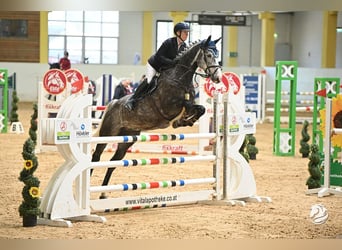 Hannoveriano, Caballo castrado, 7 años, 167 cm, Tordo