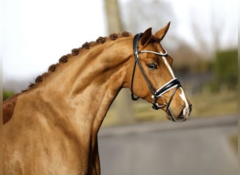 Hannoveriano, Caballo castrado, 7 años, 168 cm, Alazán
