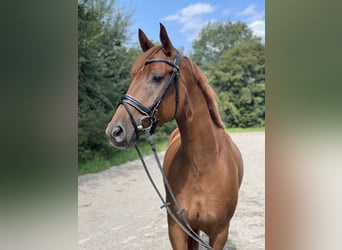 Hannoveriano, Caballo castrado, 7 años, 168 cm, Alazán