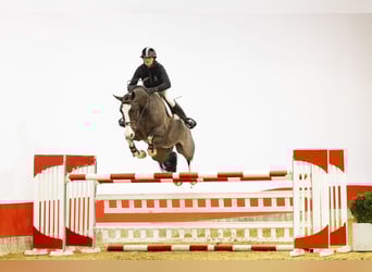 Hannoveriano, Caballo castrado, 7 años, 168 cm