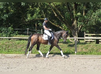 Hannoveriano, Caballo castrado, 7 años, 168 cm, Castaño