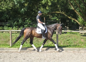 Hannoveriano, Caballo castrado, 7 años, 168 cm, Castaño