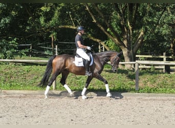 Hannoveriano, Caballo castrado, 7 años, 168 cm, Castaño