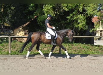 Hannoveriano, Caballo castrado, 7 años, 168 cm, Castaño