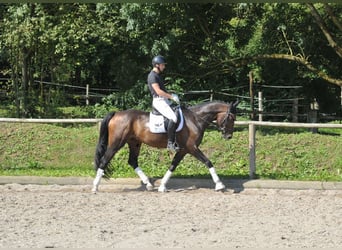 Hannoveriano, Caballo castrado, 7 años, 168 cm, Castaño