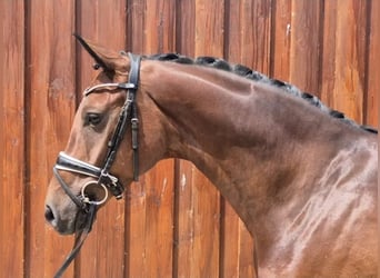 Hannoveriano, Caballo castrado, 7 años, 168 cm, Castaño