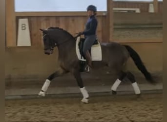 Hannoveriano, Caballo castrado, 7 años, 168 cm, Castaño