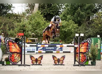 Hannoveriano, Caballo castrado, 7 años, 168 cm, Castaño
