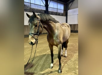 Hannoveriano, Caballo castrado, 7 años, 168 cm, Castaño