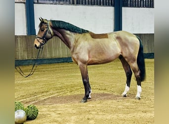 Hannoveriano, Caballo castrado, 7 años, 168 cm, Castaño