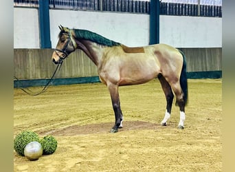 Hannoveriano, Caballo castrado, 7 años, 168 cm, Castaño