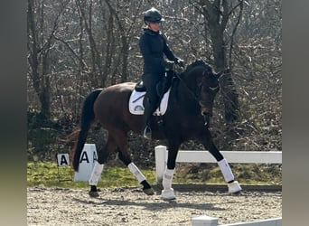 Hannoveriano, Caballo castrado, 7 años, 168 cm, Castaño oscuro