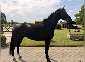 Hannoveriano, Caballo castrado, 7 años, 168 cm, Negro