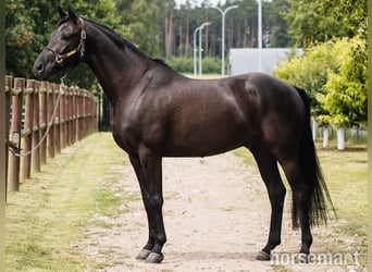 Hannoveriano, Caballo castrado, 7 años, 168 cm, Negro