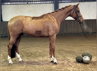 Hannoveriano, Caballo castrado, 7 años, 169 cm, Alazán