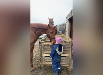 Hannoveriano, Caballo castrado, 7 años, 169 cm, Alazán