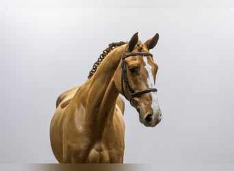 Hannoveriano, Caballo castrado, 7 años, 169 cm, Alazán