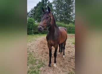 Hannoveriano, Caballo castrado, 7 años, 169 cm, Castaño