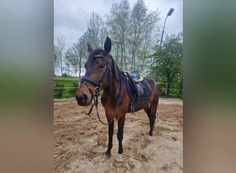 Hannoveriano, Caballo castrado, 7 años, 169 cm, Castaño