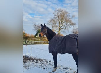 Hannoveriano, Caballo castrado, 7 años, 169 cm, Castaño